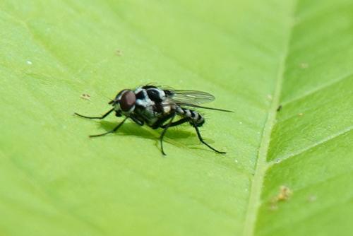 Réf. 229 107 : Anthomyia procellaris